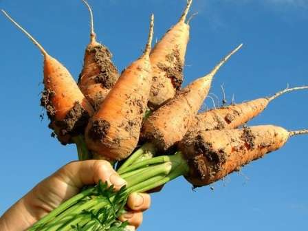 Когда сажать морковь в открытый грунт в 2019 году сроки, правила