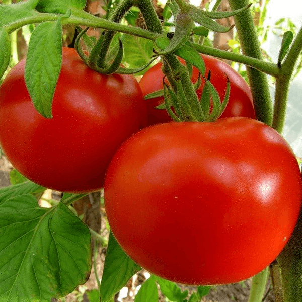 Голландские семена томатов для открытого грунта