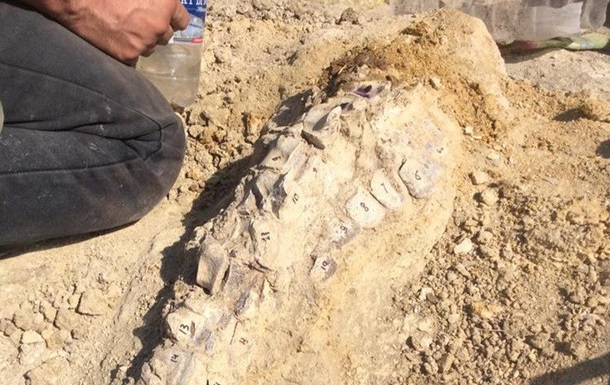Останки кита возрастом десять миллионов лет нашли в Крыму