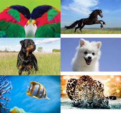 Beautiful Amazing Animals & Birds Wallpapers Pack 44