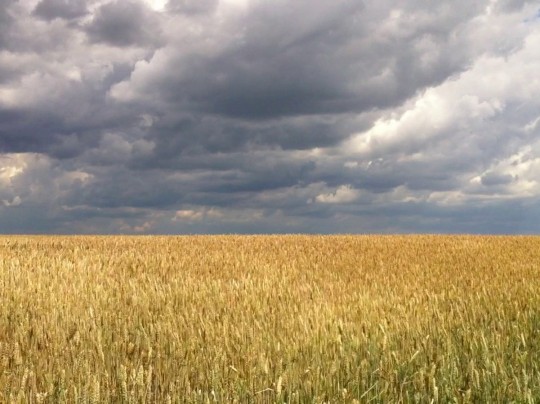 Эксперт наименовал причину интереса Зеленского к работе агрохолдингов, — СМИ