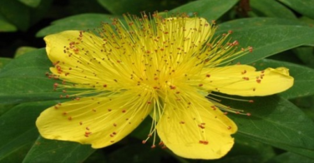 Herbalism :: Identify & Harvest Wild Medicinal Plants
