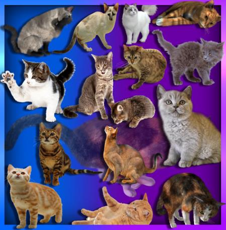<b>Прозрачные картинки для фотошопа - Коты и кошки</b> скачать бесплатно