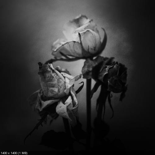 Livealie - Death Blooms [Single] (2019)